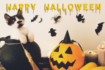 Happy Halloween text concept. Seasons greeting, spooky Halloween sign. Cute kitty   in witch...