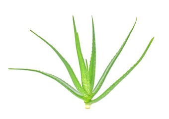 aloe vera plant isolated on white background