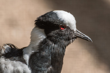 Fototapeta premium blacksmith plover (Lapwing)