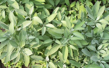 Closeup view of sage leafs in garden