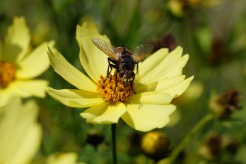 Insekt Igelfliege und gelbe Blüte - Stockfoto