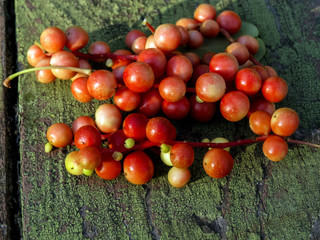 Chinese lemongrass berries