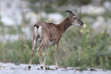 Mouflon - Mating season