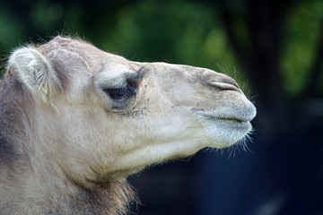 Obraz premium dromedary