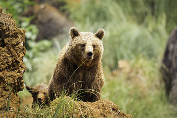 oso_01 © crazyphotoal