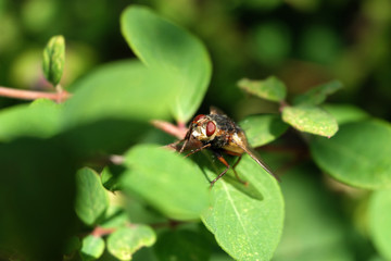 Igelfliege Tachina fera und grüne Blätter - Stockfoto