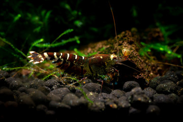 Tibee shrimp aquarium hobby pets freshwater nature