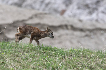 Mouflon - Mating season