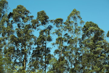 Fototapeta premium eucalyptus trees and sky blue