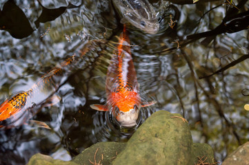 Carp in the pool