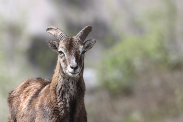 Mouflon - Mating season