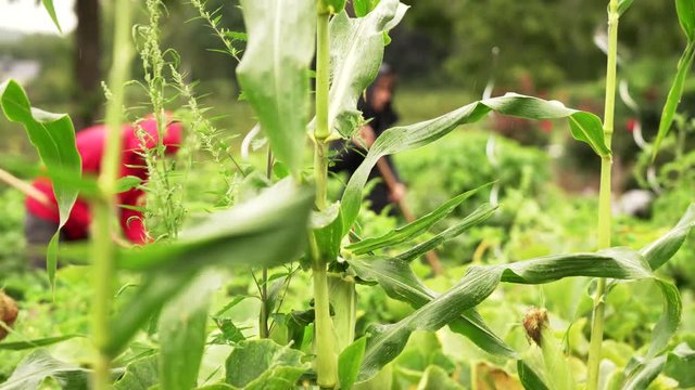 Urban gardening: Gardeners working on a field