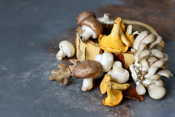 Mushrooms different mushrooms, chanterelles, oyster mushrooms on a gray background.