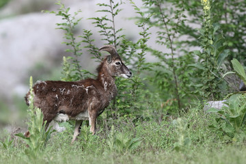Mouflon - Mating season