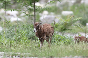 Mouflon - Mating season