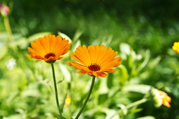 Orange flowers on meadow in grass close-up. Beautiful summer green background. Macro.