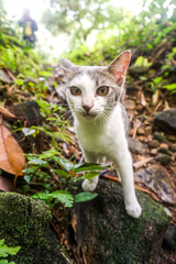 Obraz premium Cat pose portrait in forrest wild jungle