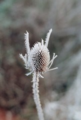 Winter is coming (shot on film)