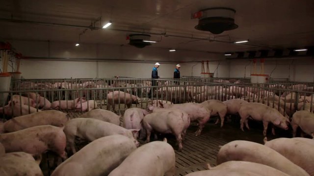 Pig farm workers examining pigs at a pig farm Intensive pig farming