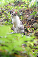 Cat pose portrait in forrest wild jungle