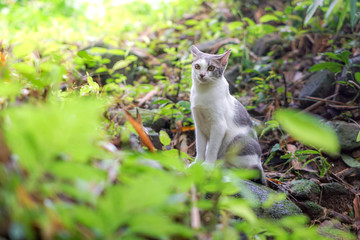 Cat pose portrait in forrest wild jungle