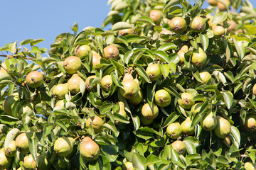 viele reife Birnen an einem Birnbaum