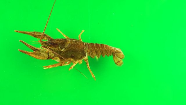 River cancer moves the claws green screen