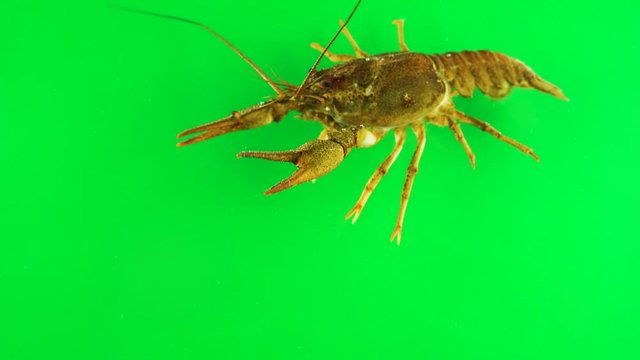 River cancer moves the claws green screen