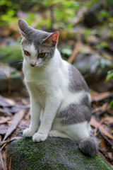 Cat pose portrait in forrest wild jungle