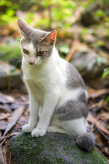 Cat pose portrait in forrest wild jungle