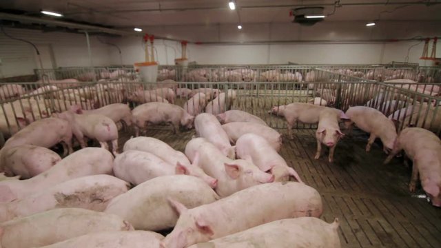 Pig farm with many pigs