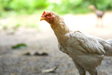 Brood of chicken find food