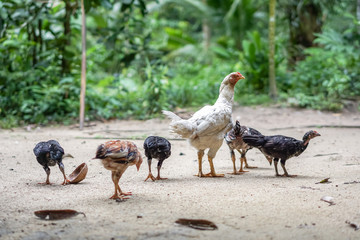 Brood of chicken find food