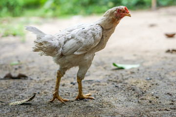 Brood of chicken find food