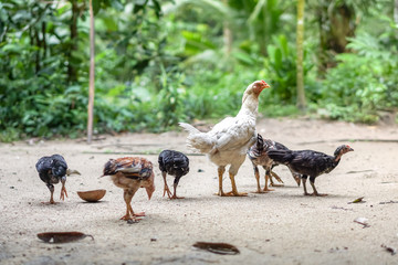 Brood of chicken find food