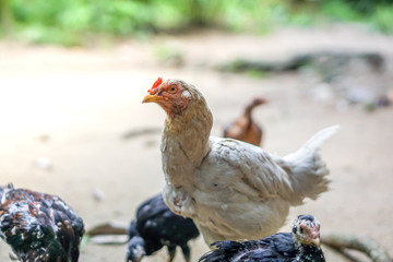 Brood of chicken find food