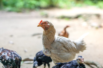 Brood of chicken find food