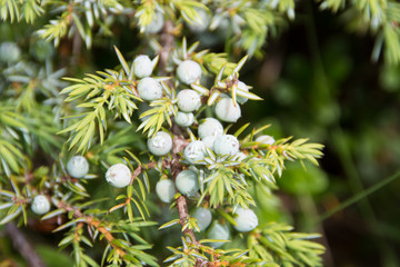 Wacholder mit Beeren