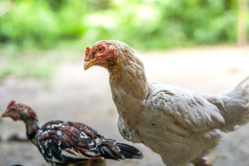 Brood of chicken find food