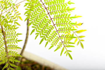 Detail of the leaf of a jacaranda Mimosifolia