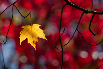 One last maple leaf clinging on