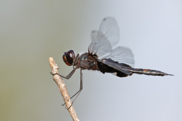 Black Saddlebags dragonfly perched on a twig