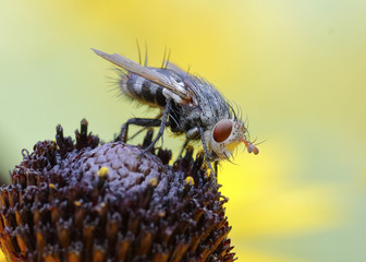 White-faced Fly on a Black-eyed Susan