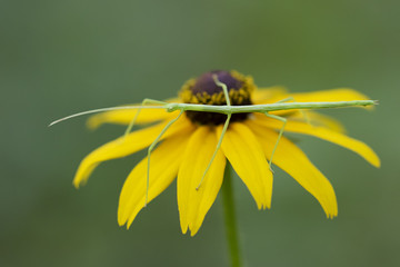 Commond Walking Stick on a Black-eyed Susan