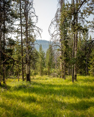 Idaho forest floor in the summer with a blanket of green grass
