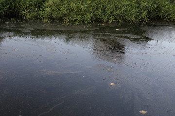 Schmierfilm auf Wasseroberfläche