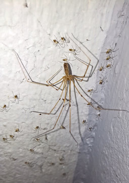 Zitterspinne mit Jungtieren