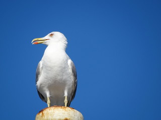 Seagull on a ships mast