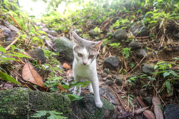 Cat pose portrait in forrest wild jungle