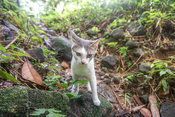 Cat pose portrait in forrest wild jungle